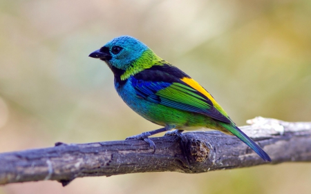 Bird - bird, yellow, branch, blue, green