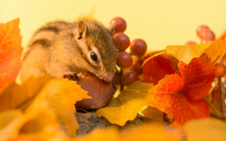 Chipmunk - nut, animal, autumn, berry, cute, orange, leaf, chipmunk