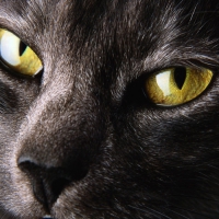 Golden eyes