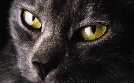 Golden eyes - animal, golden, cat, eye, grey