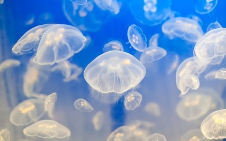 Jellyfishes - white, summer, animal, water, jellyfish, sea, blue, underwater