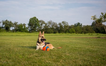 German shepherd - puppy, animals, lovely, pretty, puppys, beautiful, dog, animal, dogs, sweet, cute