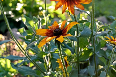 Wake up little Susie - sunflowers, wake up little susie, morning flowers, black eyed susans, wildflowers