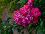 Colorful Carnations