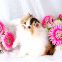 Cute persian kitty