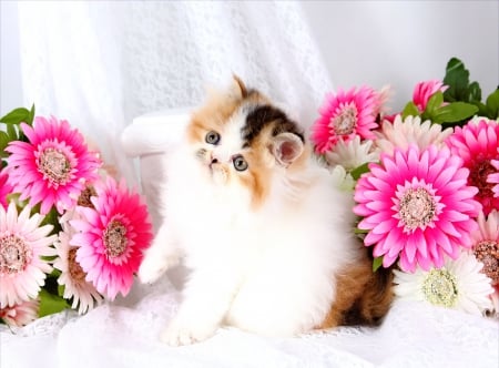 Cute persian kitty - pot, pretty, beautiful, room, lovely, sweet, cat, flowers, persian, kitten, cute, adorable, kitty