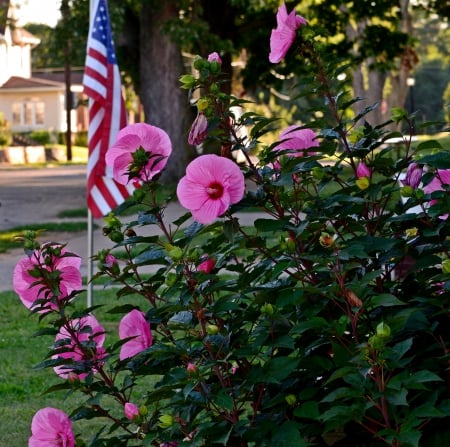 Flags and Flowers - american flag, pink flowers, flags and flowers, pretty scene, flag and flower