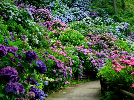 Park flowers - greenery, trees, beautiful, lovely, freshness, walk, alleys, flowers, nature, garden, hydrangea, park