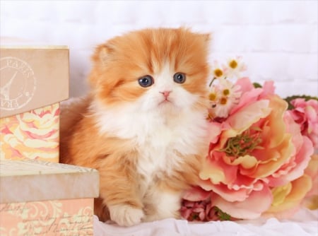 Fluffy kitty - cute, flowers, sweet, cat, adorable, kitty, kitten, persian, fluffy