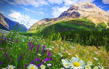 Mountain freshness - nice, slope, sky, meadow, mountainscape, pretty, clouds, daisies, grass, landscape, air, mountain, hills, summer, peak, nature, beautiful, wildflowers