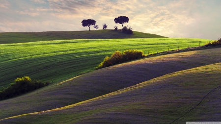 Trees on a hillside - hill, sky, landscape, summer, field, wallpaper, meadow, sunset, hd, nature, down, tree, dusk, sunrise, scene