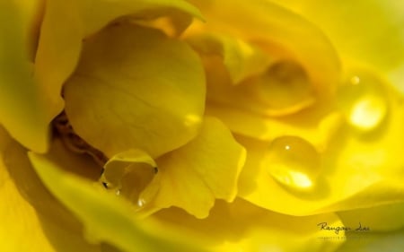 Raindrops VI. - raindrops, yellow, summer, spring, yellow flowers, flowers, de, rain, macro, abstract, close-up, photography, drops, dewdrops, HD, petals, yellow petals, nature, rose, wallpaper, softness