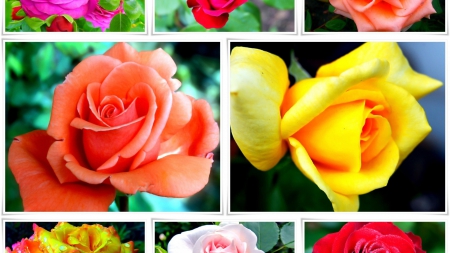 Roses - collage, flower, rose, petal