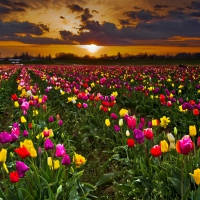 Colorful Tulips