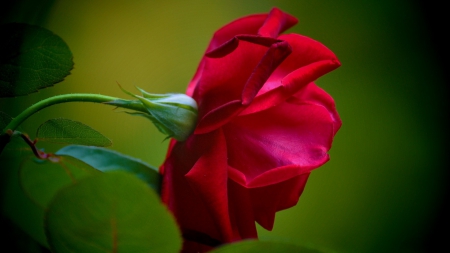 Autumn rose - rose, flower, petal, red