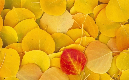 Fallen Autumn Leaves - leaves, nature, autumn, yellow