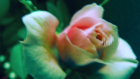 Curved rose - rose, abstract, petal, art