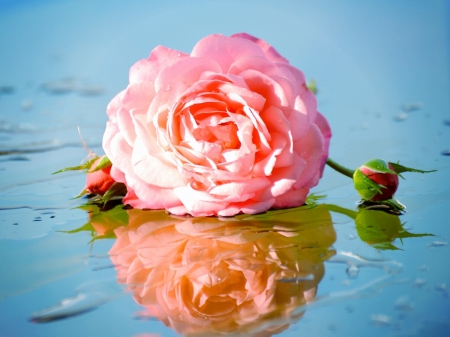 Pink Rose - buds, reflection, pink, wet, rose