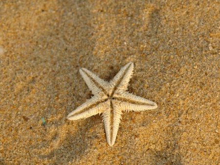 Single Starfish - starfish, nature, beach, sand