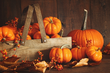 Autum Pumpkins - halloween, autumn, fall, harvest, pumpkin, leaves, orange, basket