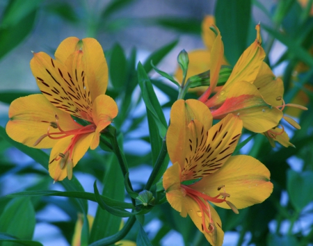 Yellow Lilies - flowers, closeup, yellow, petals