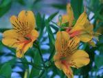 Yellow Lilies