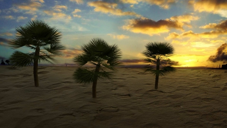 Desert Palms at Sunset - Sunset, Palm Tree, Desert, Palm Trees, sfrederick2