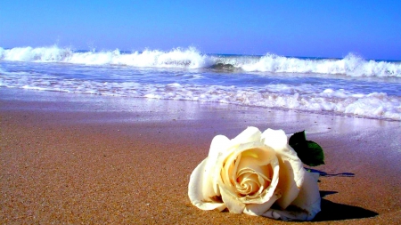 A rose on beach - beach, sand, rose, sea