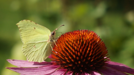 Nice butterfly - yellow, echinae, summer, green