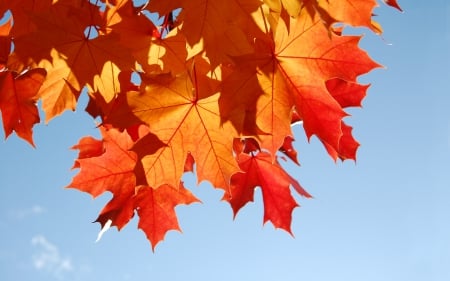 Autumn Maple Leaves - leaves, nature, sky, autumn