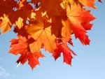 Autumn Maple Leaves