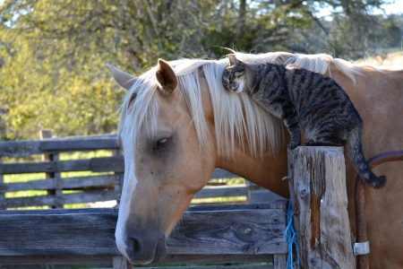 Best Friends - Farm, Fence, Cat, Hoese