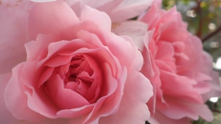 Roses - nature, rose, flower, pink