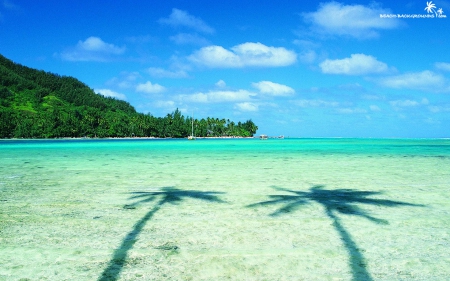 Palm Tree Shadows - beaches, nature, oceans, sky, palm trees, blue