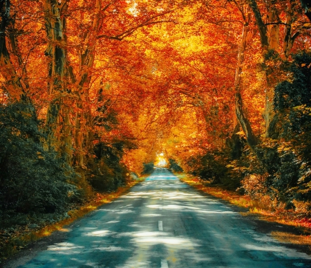 Homeward - autumn, trees, blue, beautiful, orange, grass, road, foliage