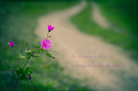 :) - flowers, pink, soft, message