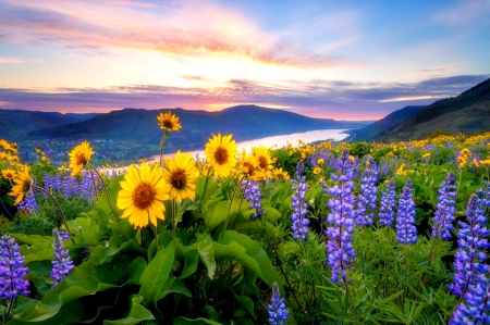 Predawn Wildflowers - yellow, town, beautiful, sunrise, grass, wildflower, flowers, river, Oregon, purple, green, dawning, mountains