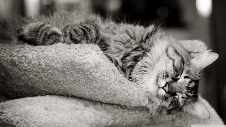 cat sleeping black and white - tabby, sleeping, feline, cat