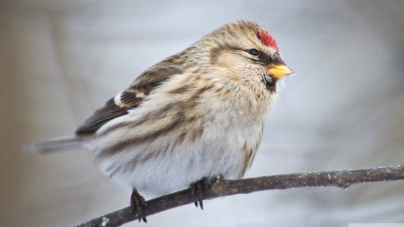 common redpoll - redpoll, bird, common, branch