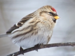 common redpoll