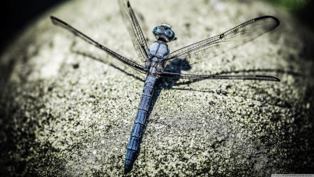 dragonfly - rock, insect, dragonfly, blue