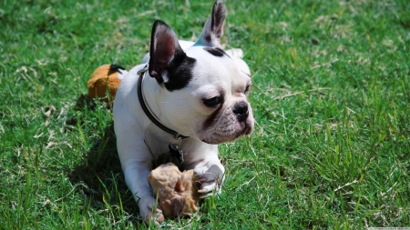 frenchie - canine, cute, dog, grass