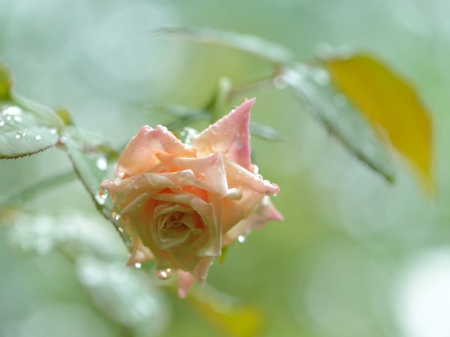 Rose - flower, nature, rose, soft