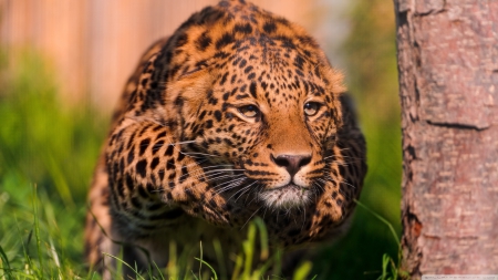 leopard running - cat, tree, leopard, grass