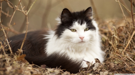 norwegian forest cat - norwegian, leaf, cat, feline