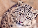 snow leopard