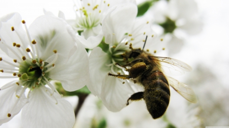 bee - white, flower, bee, insect