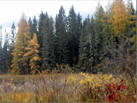 Autumn in Canada - canada, fall, in, paradise