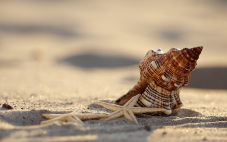 Shell and starfishes - shell, starfish, sand, summer