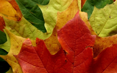 Autumn leaves - red, leaf, yellow, autumn, green